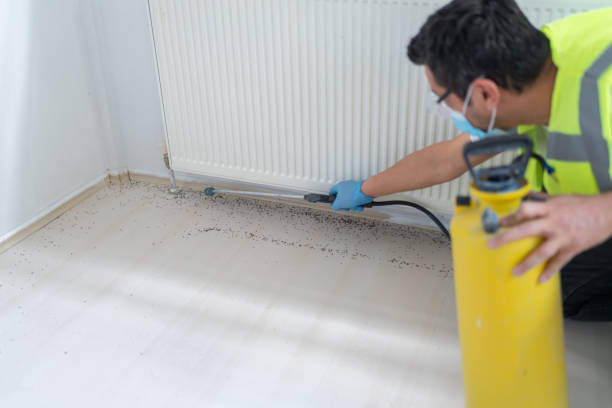 Best Termite Control Services  in Arden Arde, CA
